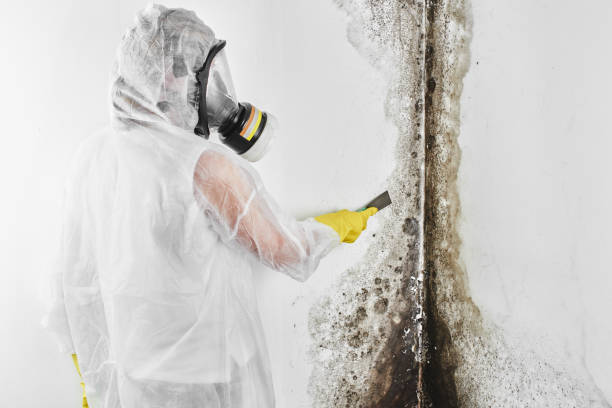 Best Mold Testing and Inspection Services in Ranlo, NC