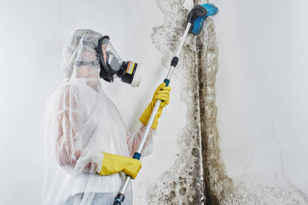 Best Mold Remediation for Specific Building Types in Ranlo, NC